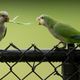 Monk parakeets in Cooper City, Florida.